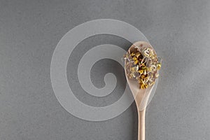 Wooden spoon of mung and lentil sprouts  on grey background flat lay. Image contains copy space