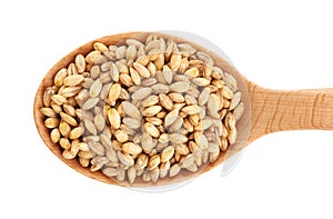Wooden spoon with pearl barley on white background.