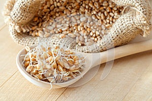 Wooden spoon of sprouted wheat seeds and sack of grains. photo