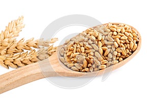 Wooden spoon with wheat grains and spikes on white background