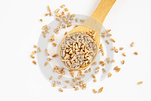 Wooden spoon with whole grain wheat groasts on a white isolated background,top view