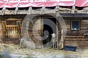 Wooden stable with sheeps