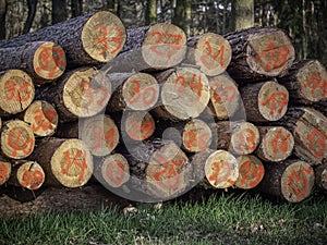 Wood pile with numbers