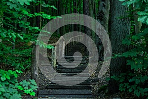 A wooden staircase in a deep forest.