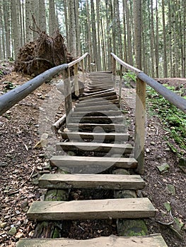 Wooden staircase in the forest among the trees. Wooden climbing path in the park. Steps leading to the reserve