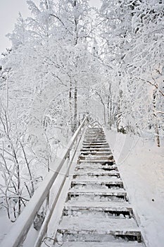 Wooden staircase going up and covered in snow. Stairs going trough a snowy forest with snow covered deciduous trees like birch