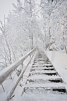 Wooden staircase going up and covered in snow. Stairs going trough a snowy forest with snow covered deciduous trees like birch