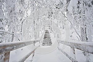 Wooden staircase going up and covered in snow. Stairs going trough a snowy forest with snow covered deciduous trees like birch