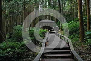 Wooden stairs climbing steps in deep forest