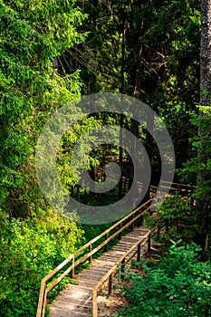 Wooden stairs going down in the middle of the forest