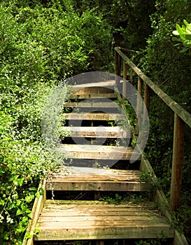 Wooden stairs in green bushes