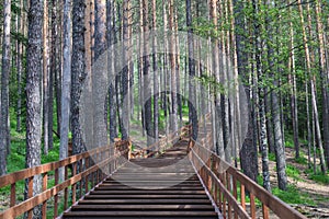 Wooden stairs in landscape park Stolby, near Krasnoyarsk