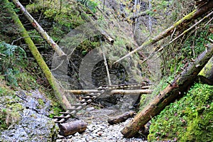 Wooden stairs in mountain grove Slovensky Raj in Slovakia