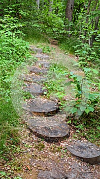 Wooden stairs on nature hiking trail in forest, Finland.