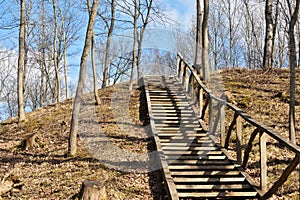 Wooden stairs pathway through forest woods