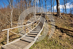 Wooden stairs pathway through forest woods