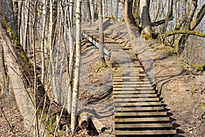 Wooden stairs pathway through forest woods