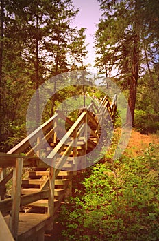 Wooden stairway in forest