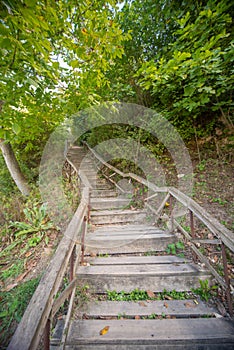 Wooden Stairway in Lush Greenery