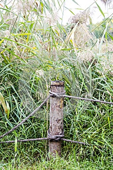 Wooden stakes by the river