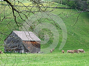 Wooden stalls and cows on the pasture in Unterwasser