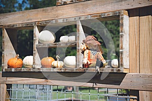 Wooden stand with white and orange pumpkins and a small scarecrow for Halloween