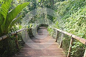 Wooden steps with a bamboo handrail lead down the hill in a jungle area at the Eden Project in Cornwall, England