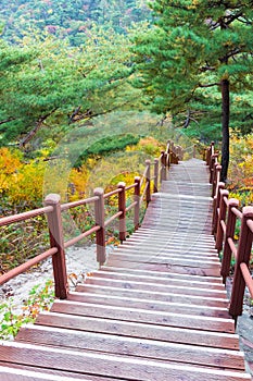 Wooden steps in forest