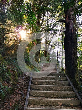 Wooden steps on a forest hiking trek