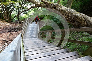 Wooden steps among the forest, in the mountains. Denmark. Mons Clint. Travels