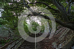 Wooden steps among the forest, in the mountains. Denmark. Mons Clint. Travels photo