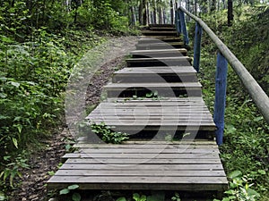 Wooden steps in the forest