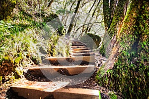 Wooden steps going up through a green forest in Marin County, north San Francisco bay area, California