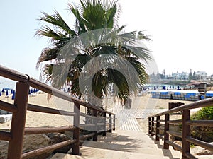 wooden steps with railing to the beach and palm tree, fig tree beach, Protaras, Cyprus 2021.