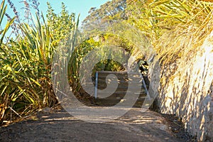 Wooden steps on track up Mount Maunganui