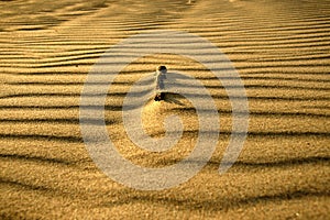 A wooden stick on the sand