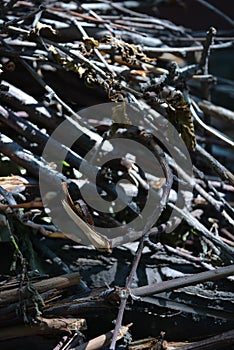 Wooden sticks, unprotected beams from a tree on the ground.