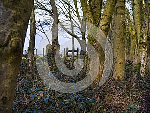 Wooden stile in a copse of trees on to the fields on the edge of Burnley photo