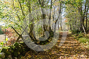 Wooden stile crossing a mossy stone wall by a trail in fall season