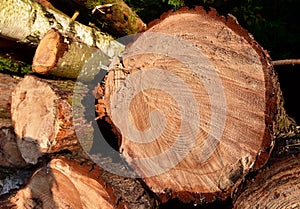 Wooden structure. Cross sectional cut end of log showing the pattern and texture created by the growth rings. Section through