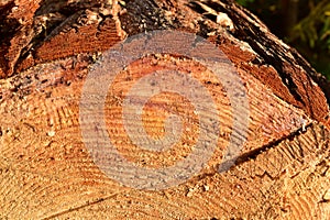 Wooden structure. Cross sectional cut end of log showing the pattern and texture created by the growth rings. Section through