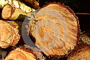 Wooden structure. Cross sectional cut end of log showing the pattern and texture created by the growth rings. Section through