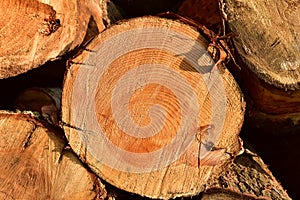 Wooden structure. Cross sectional cut end of log showing the pattern and texture created by the growth rings. Section through