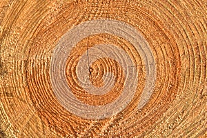 Wooden structure. Cross sectional cut end of log showing the pattern and texture created by the growth rings. Section through