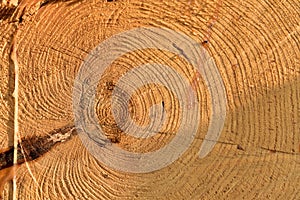 Wooden structure. Cross sectional cut end of log showing the pattern and texture created by the growth rings. Section through