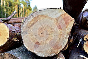 Wooden structure. Cross sectional cut end of log showing the pattern and texture created by the growth rings. Section through