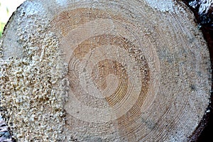 Wooden structure. Cross sectional cut end of log showing the pattern and texture created by the growth rings. Section through