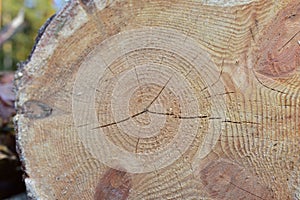 Wooden structure. Cross sectional cut end of log showing the pattern and texture created by the growth rings. Section through