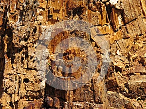 Wooden structure inside old stump.