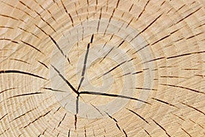 Wooden structure of a tree trunk